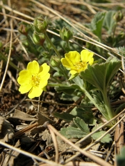 Potentilla humifusa
