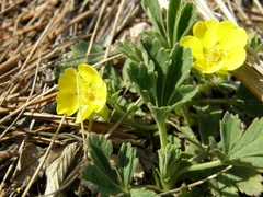 Potentilla humifusa