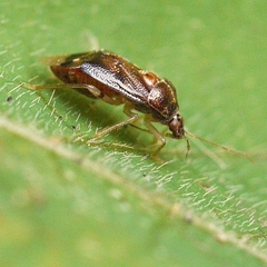 Deraeocoris