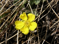 Potentilla humifusa