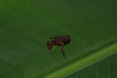 Amazophrynella gardai