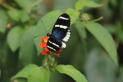 Heliconius sara theudela