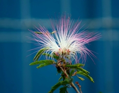 Calliandra selloi