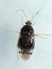 Deraeocoris
