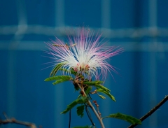 Calliandra selloi