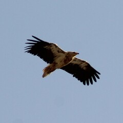 Neophron percnopterus