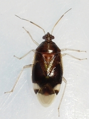 Deraeocoris