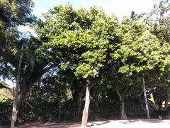 Calophyllum inophyllum