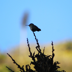 Sephanoides sephaniodes