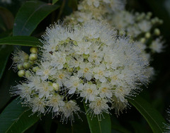 Backhousia citriodora