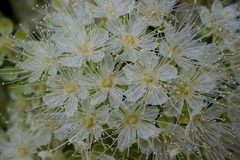 Backhousia citriodora