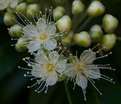 Backhousia citriodora