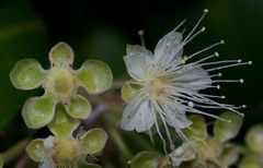 Backhousia citriodora
