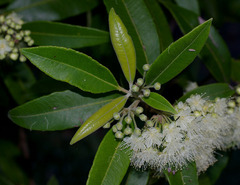 Backhousia citriodora