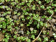 Hydrocotyle sulcata