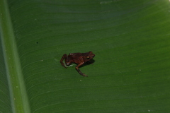 Amazophrynella gardai