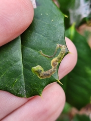 Phytomyza ilicicola