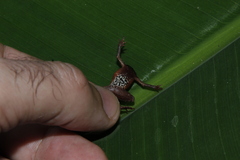 Amazophrynella gardai