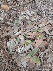 Stachys byzantina
