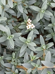 Pimelea prostrata