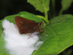 Psoralis exclamationis