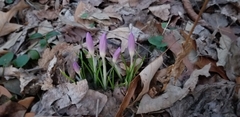 Crocus tommasinianus