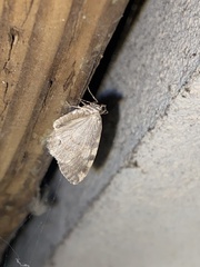 Hydriomena nubilofasciata