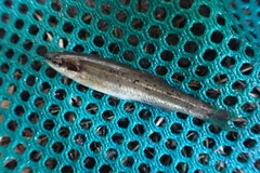 Rhinichthys cataractae