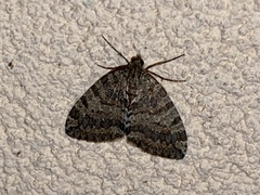 Hydriomena nubilofasciata