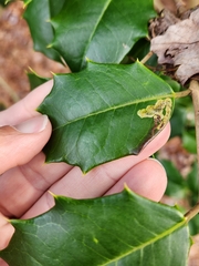 Phytomyza ilicicola