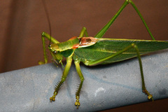 Terpandrus