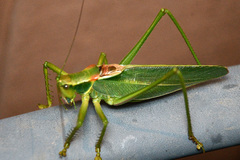 Terpandrus