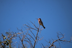 Haemorhous mexicanus