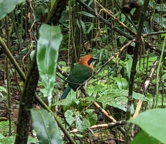 Baryphthengus martii