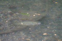 Salmo trutta