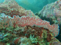 Pacifigorgia darwinii