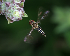 Fazia micrura