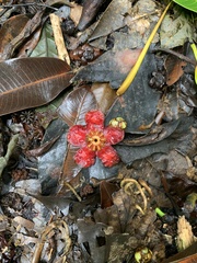 Clusiaceae