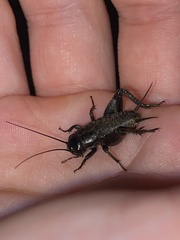 Gryllus lineaticeps