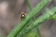 Andrena hattorfiana