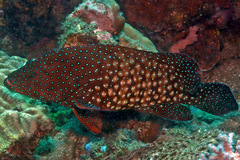 Cephalopholis cyanostigma