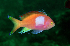 Pseudanthias pleurotaenia