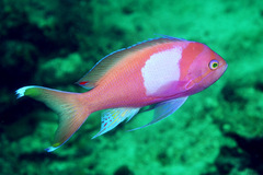 Pseudanthias pleurotaenia