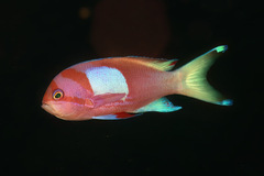 Pseudanthias pleurotaenia