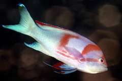Pseudanthias pleurotaenia