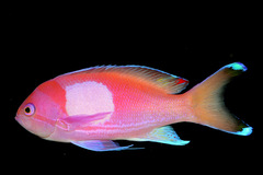 Pseudanthias pleurotaenia