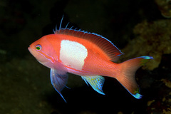 Pseudanthias pleurotaenia
