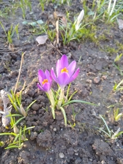 Crocus tommasinianus