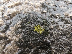Flavoplaca