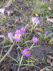 Crocus tommasinianus